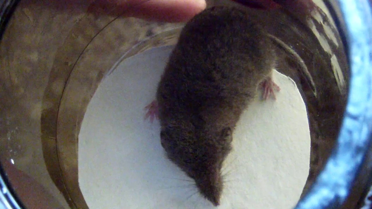 SOURIS
