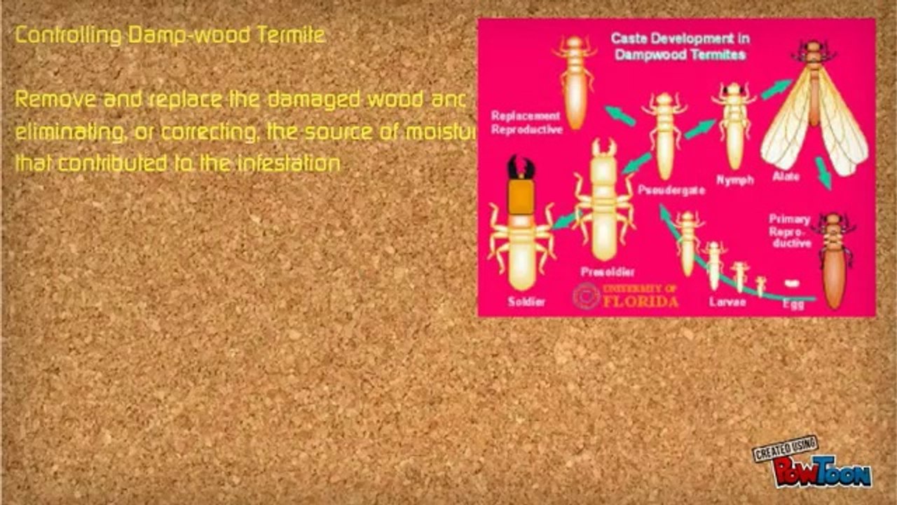 5 Tips for termite control