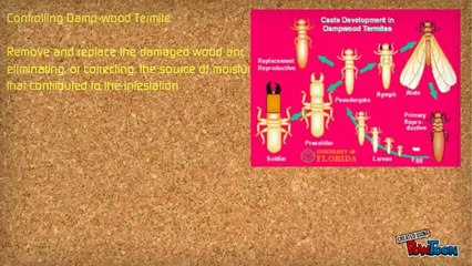 5 Tips for termite control