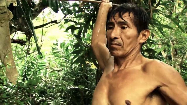 Grosse session de plongeon acrobatique dans le fleuve amazone