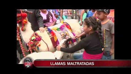 Centro de Lima: fotógrafos informales utilizan llamas para ofertar su trabajo