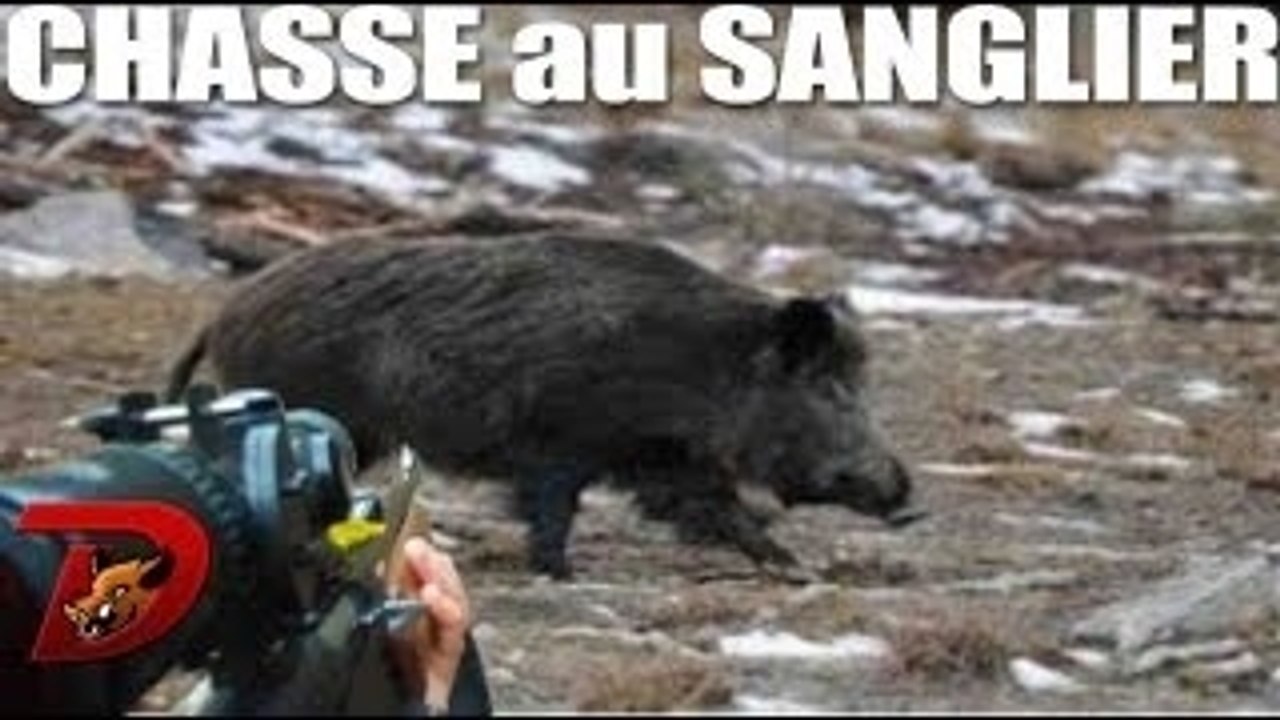 Superbe tir sanglier mâle 110 kg