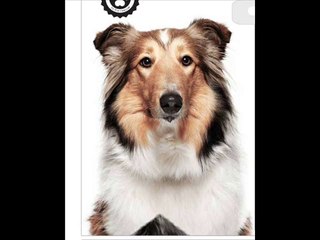 Ballet Harlem Shake (Extended Mix) - www.ballerobica.com