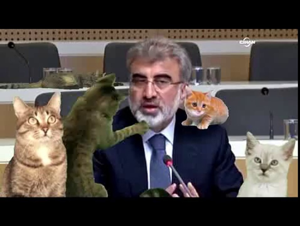 Kedi lobisi