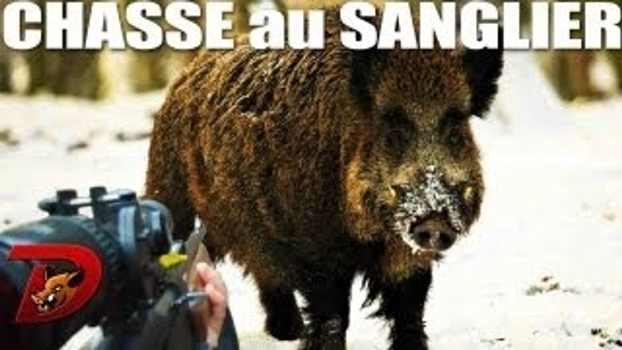 Tir sanglier sous la neige