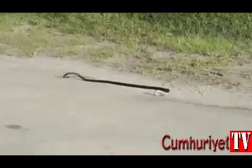 Kobra'nın Lsd İle İmtihanı