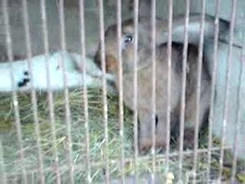 panpan fait sa toilette