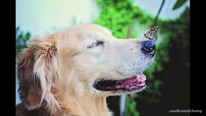 Butterflies Find the Perfect Perch...On Dog's Nose