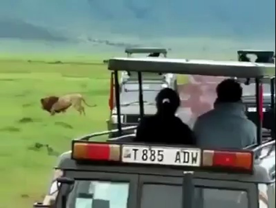 أسد ضد جاموس~ Lion contre Buffalo