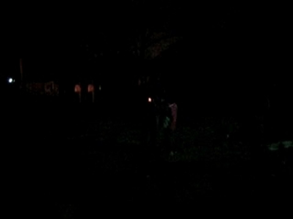Fireworks- small bumblebee