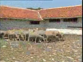 1-Ülkemizde Koyun Yetiştiriciliği