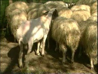 3-Koyunlarda Üreme ve Döl Verimi