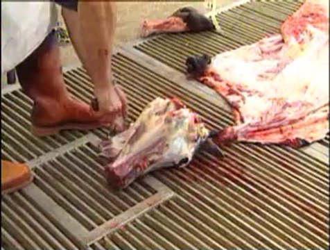 4-Büyükbaş Hayvanlarda Derilerin Yüzülmesi ve Muhafazası