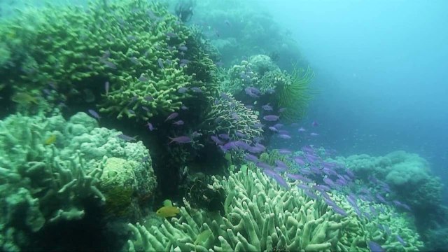 Дайвинг сафари. Клип фильма 'Путешествие в край 7000 островов'