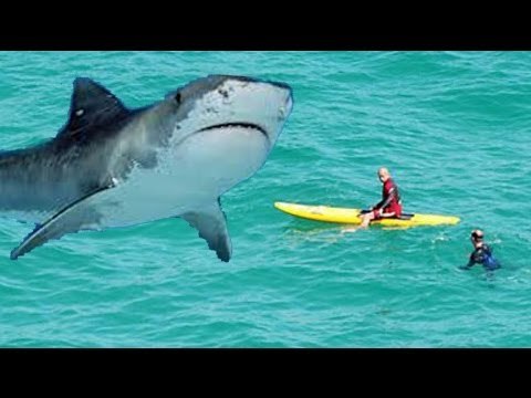 Shark bites leg: man killed in Maui shark attack