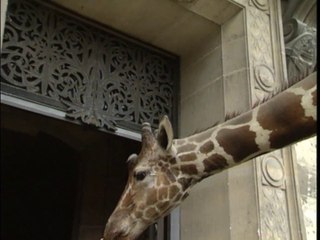 Extrait 10 Paris MashUp : Safari parisien !