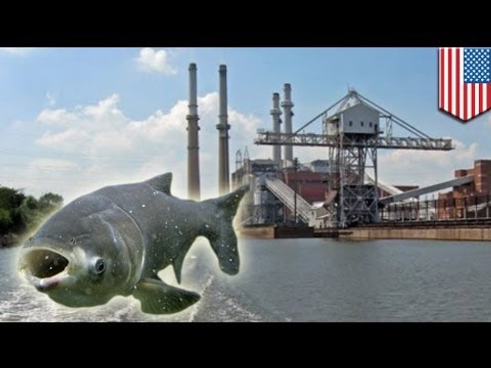 Army Corps proposes structures to prevent carp migration