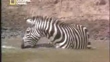 Zebra vs cocodrilo