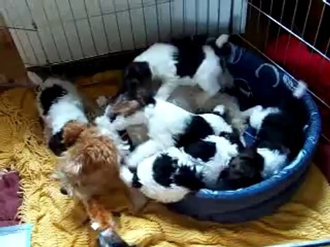 Les chiots de Vega à 6 semaines (élevage de Fox-Terriers du Plateau des Arconies)