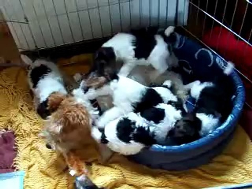 Les chiots de Vega à 6 semaines (élevage de Fox-Terriers du Plateau des Arconies)