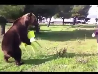 Dünya Şaşkınlık İçinde! Bu Nasıl Bir AYI