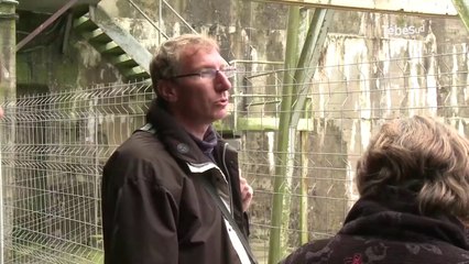 Lorient. Un observatoire pour les goëlands ?