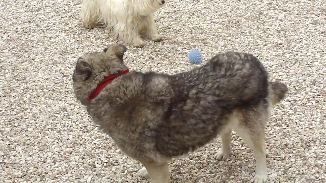 Sheba et Ben