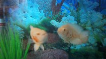 oscar albino astronot balığı-elden besleme-ilk deneyim