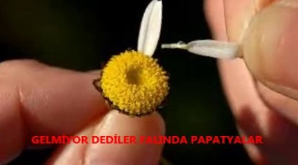 Papatyalar - Cemalettin Kurtoğlu