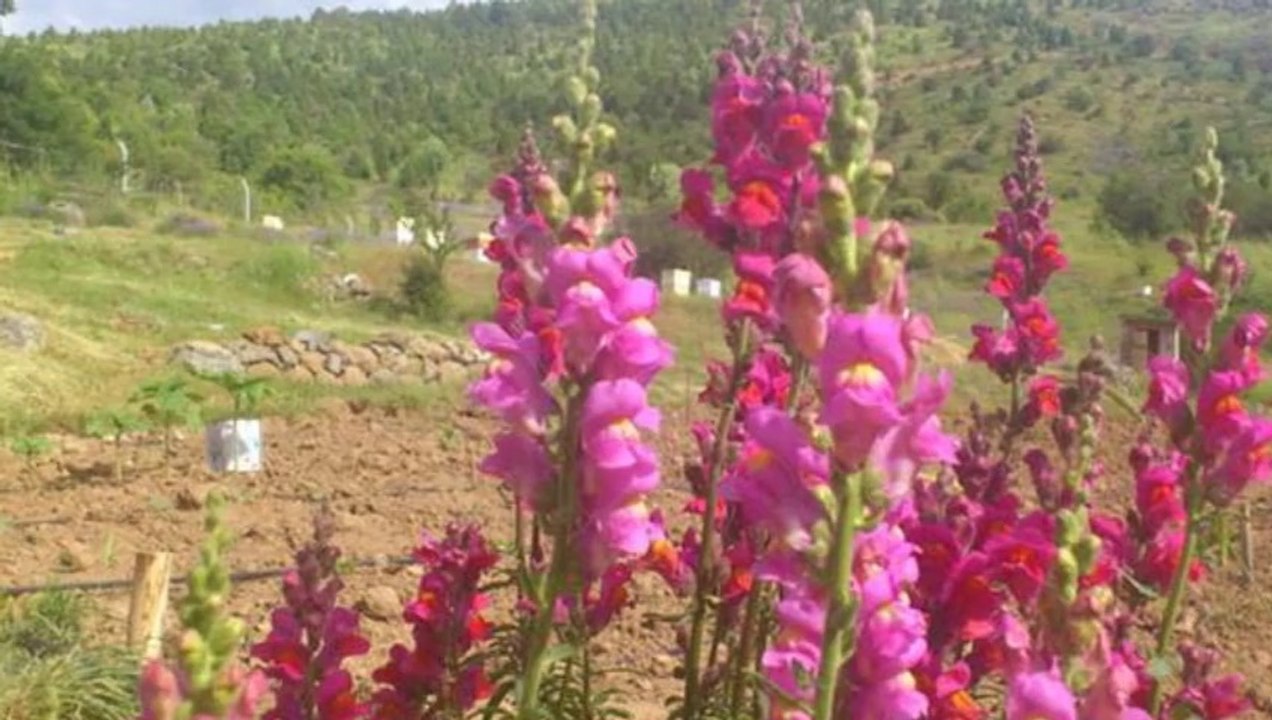 Seydişehir Kozlu Köyü Selvi Boylum  Al Yazmalım Fon Müziği