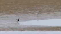 OIseaux d'eau à St Brévin les pins