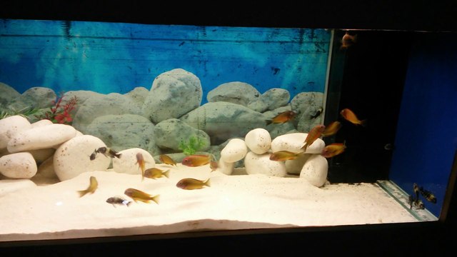 Tropheus-ANKARA - ilangi ve duboisi Koloniler