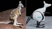 Robotic Kangaroo Hops And Moves Like The Real Thing