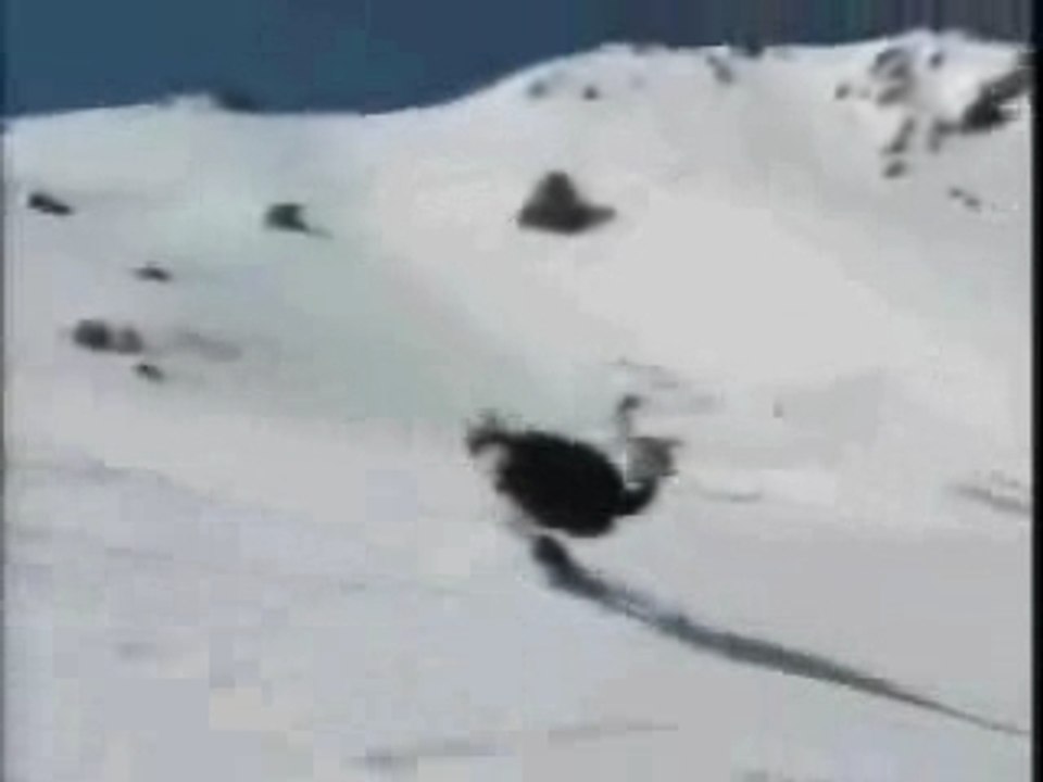 Ski d'Autruche