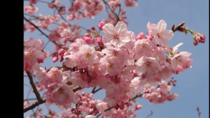 【2013】さくら　春色のメロディー