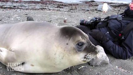 Encounter with Baby Elephant Seal | Up Close and Personal!