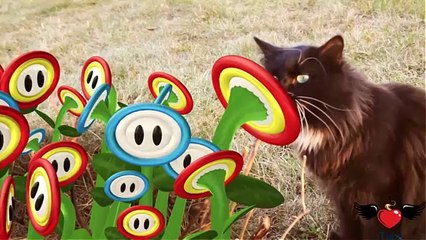 Il gatto super Mario