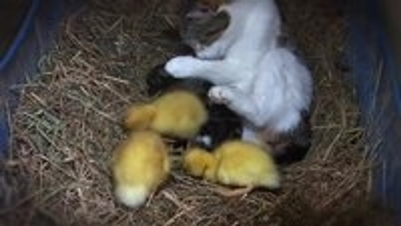 Amazing Cat Feeding Ducklings video Dailymotion