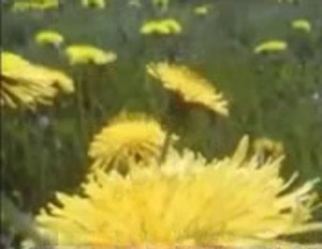 abdurrahman önül kurtulamadım