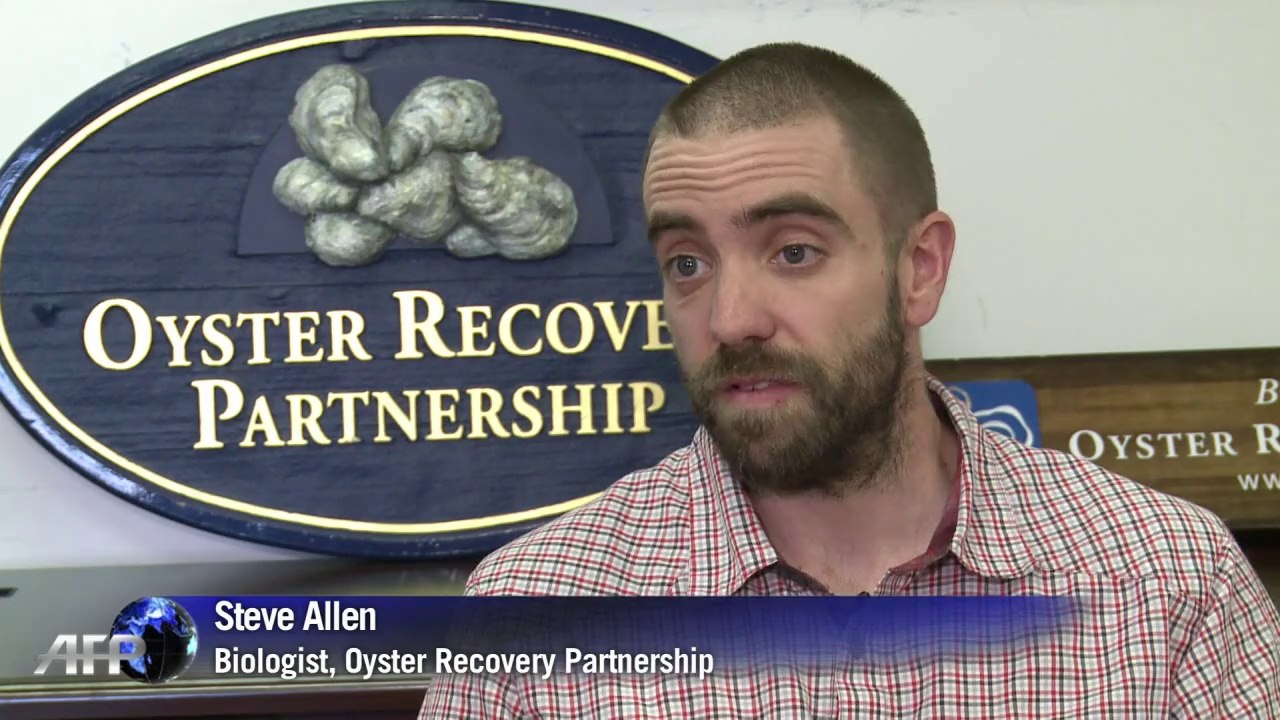 Chesapeake Bay oysters make a comeback