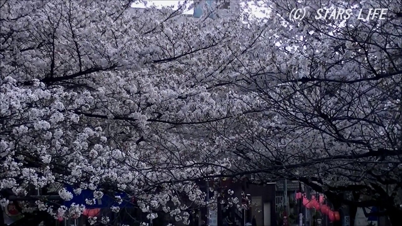 【満開の桜を撮影】 中野、新井薬師にて [ 2014.04.04 ]