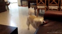 Superdog Slow motion Fail : Dog trying to fly like superman