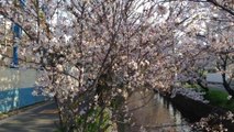 玉串川（八尾市）沿いの桜