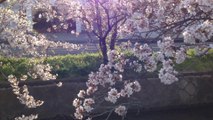 I玉串川（八尾市）沿いの桜