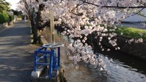 玉串川（八尾市）沿いの桜　