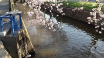 玉串川（八尾市）沿いの桜　
