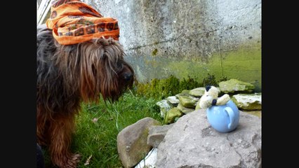 Les histoires de Csali 4 * Csali Baba et la lampe Magique*