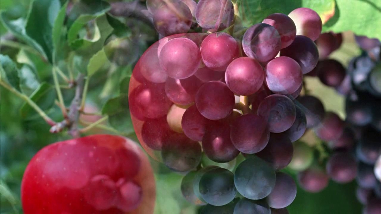 13- Rızık verme delili (Yaratılış Delilleri)