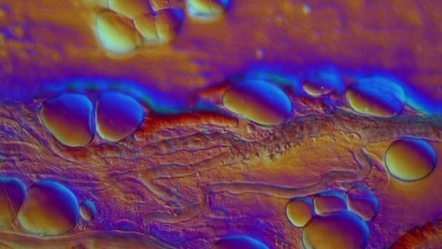 12- Hikmet delili (Yaratılış Delilleri)