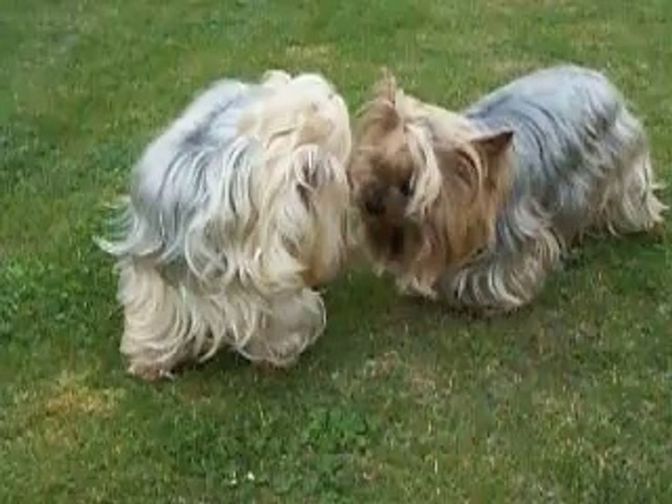 Babou et Divine